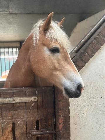 Haflinger ruin 7 jaar sport gefokt beschikbaar voor biedingen