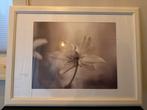 Fotolijst met Bloemenprint - Taupe Tinten, Ophalen, 50 tot 75 cm, 75 tot 100 cm, Print