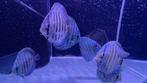 kleurige discus, bij G&D Aquaria de mooiste discusvissen, Dieren en Toebehoren, Vissen | Aquariumvissen, Vis