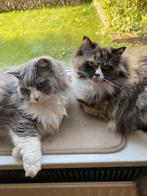2 katten zoeken samen een rustig huis, Dieren en Toebehoren, Kater