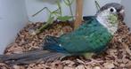 Man Pyrrhura molinae, Dieren en Toebehoren, Mannelijk, Parkiet