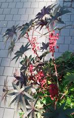 Wonderboom - Ricinus communis gibsonii  - Castorplant zie de, Tuin en Terras, Verzenden, Voorjaar, Volle zon, Zaad