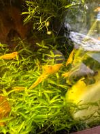 Gele garnalen, Dieren en Toebehoren, Vissen | Aquariumvissen, Kreeft, Krab of Garnaal