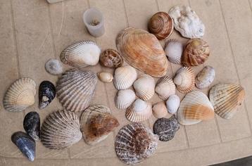DB29 Decoratie schelpen pakket beschikbaar voor biedingen