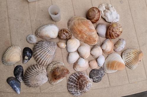 DB29 Decoratie schelpen pakket, Verzamelen, Mineralen en Fossielen, Schelp(en), Verzenden