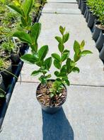 Liguster haagplanten., Tuin en Terras, Planten | Tuinplanten, Ophalen of Verzenden, Zomer, Siergrassen, Volle zon