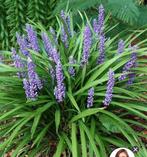 Grote liriope planten, Leliegras, Muscari, Tuin en Terras, Planten | Tuinplanten, Ophalen, Zomer, Siergrassen, Halfschaduw