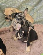 Franse bulldog pups ( NL afkomst), Dieren en Toebehoren, 8 tot 15 weken, Meerdere, Meerdere dieren, Nederland