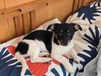 Jack russel pups, Jack Russell Terriër, 8 tot 15 weken, CDV (hondenziekte), Meerdere