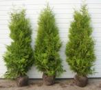 Coniferen ️⛔️AANBIEDING️⛔️, Tuin en Terras, Ophalen of Verzenden, Conifeer, 100 tot 250 cm