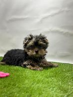 Yorkshire terrier pups, Yorkshire Terriër, Rabiës (hondsdolheid), 15 weken tot 1 jaar, Buitenland