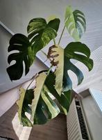 Monstera Aurea Variegata, Ophalen of Verzenden, Halfschaduw, Minder dan 100 cm