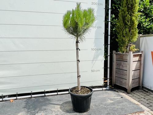 Pijnboom - Pinus Pinea, Tuin en Terras, Planten | Bomen, Overige soorten, 100 tot 250 cm, Halfschaduw, Bloeit niet, In pot, Ophalen of Verzenden