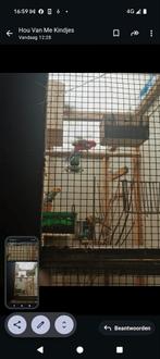 Rode penant man, Dieren en Toebehoren, Vrouwelijk, Parkiet