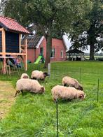 5 stuks Drents heideschaap, Dieren en Toebehoren, Schapen, Geiten en Varkens, Meerdere dieren, Schaap
