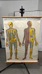 Van Goor Anatomische poster, Antiek en Kunst, Ophalen, Natuur en Biologie