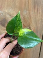 Monstera deliciosa variegata plant aurea yellow lime lemon, Ophalen of Verzenden, Overige soorten, Minder dan 100 cm