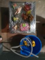 Aquarium, Dieren en Toebehoren, Vissen | Aquariumvissen