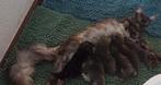 Maine Coons kittens, Meerdere dieren, Gechipt