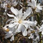 Magnolia, Tuin en Terras, Planten | Tuinplanten, Ophalen, Overige soorten, Volle zon