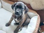 Mooie Cane corso pup mogen het nest verlaten, Dieren en Toebehoren, Overige rassen, 8 tot 15 weken, Meerdere, Meerdere dieren