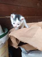 Boerderij kittens, Meerdere dieren
