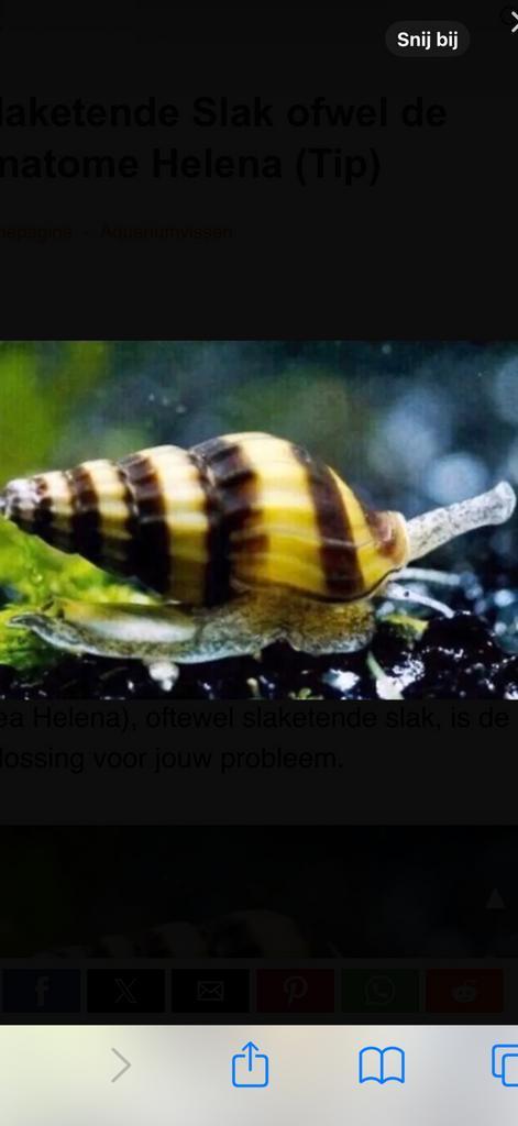 Helana slak slak etende slak, Dieren en Toebehoren, Vissen | Aquariumvissen, Slak of Weekdier