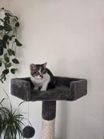 Kitten, Dieren en Toebehoren