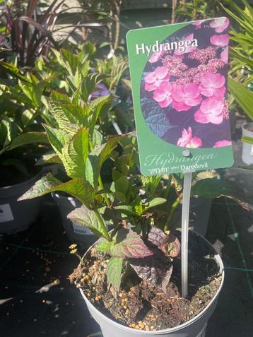 Hydrangea serrata 'Daredevil' beschikbaar voor biedingen