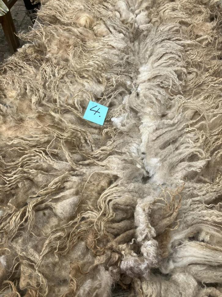 Racka wol, Dieren en Toebehoren, Schapen, Geiten en Varkens, Schaap, Meerdere dieren