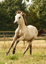 Paradise Sir Lux: prachtig Connemara hengstveulen, Dieren en Toebehoren, Gechipt, 0 tot 2 jaar, Hengst, Onbeleerd