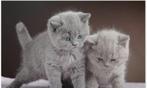 Britsche korthaar kittens, Dieren en Toebehoren, Meerdere dieren, 0 tot 2 jaar