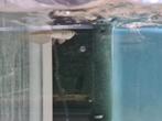 Zilver Arowana, Osteoglossum bicirrhosum, Vis, Zoetwatervis