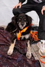 ‍ Deja zoekt een gezin ‍, Dieren en Toebehoren, Honden | Niet-rashonden, Particulier, 1 tot 2 jaar, Teef, Eén hond