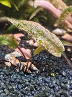 Helena slakken, Dieren en Toebehoren, Vissen | Aquariumvissen, Slak of Weekdier