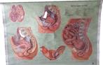 Embryo - Baby - Geboorte - Medisch - Anatomie - Schoolplaat, Ophalen of Verzenden, Natuur en Biologie