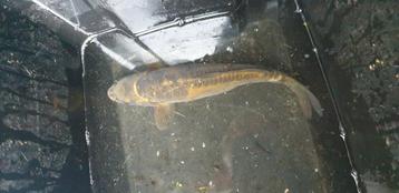 2 KOI'S   beschikbaar voor biedingen