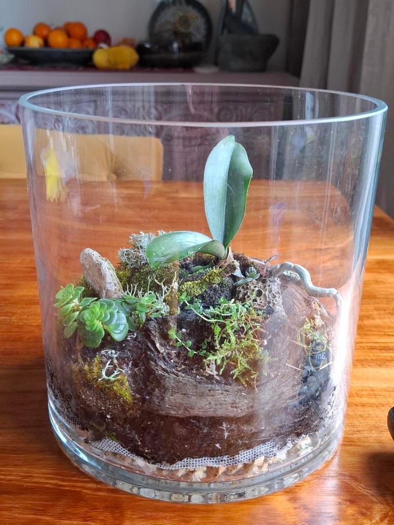 Mini tuinterrarium in open vaas, Huis en Inrichting, Kamerplanten, Overige soorten, Minder dan 100 cm, Bloeiende kamerplant, Halfschaduw