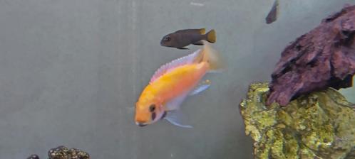 Verschillende malawi cichliden te koop, Dieren en Toebehoren, Vissen | Aquariumvissen, Zoetwatervis, Vis