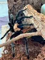Brachypelma albiceps, Dieren en Toebehoren, Insecten en Spinnen, Spin of Schorpioen