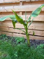 Bananenplant 120cm - Tropische sfeer in je tuin!, Tuin en Terras, Ophalen, Volle zon, Vaste plant, Bloeit niet