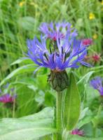 Centaurea Montana vaste korenbloem planten, Tuin en Terras, Planten | Tuinplanten, Zomer, Overige soorten, Ophalen, Volle zon