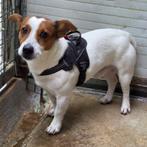 ACE: Pantoufle is een echte hartedief, Particulier, Reu, 1 tot 2 jaar, Buitenland