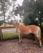 Haflinger merrie Riante van de klaverhoeve, Dieren en Toebehoren, Merrie, Minder dan 160 cm, Gechipt, Zadelmak