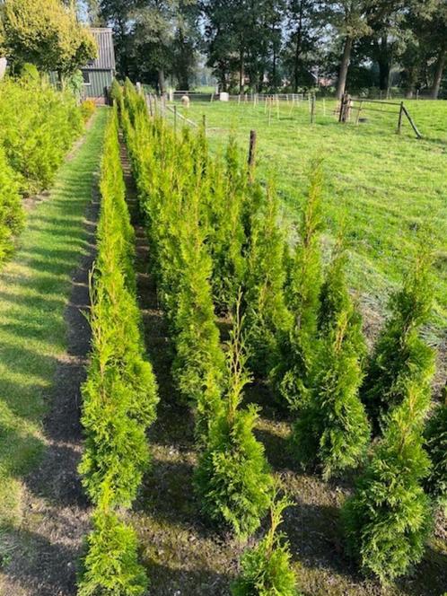 Te koop: mooie Thuja Smaragd, Tuin en Terras, Planten | Struiken en Hagen, Haag, Conifeer, 100 tot 250 cm, Ophalen