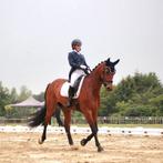 Instructeur/trainer/bijrijder gezocht, Diensten en Vakmensen, Dieren | Paarden | Verzorging, Oppas en Les