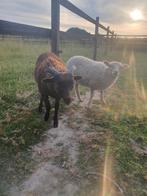 2 lieve Ouessant lammetjes – ram (bruin) & ooi (wit), Dieren en Toebehoren, Schapen, Geiten en Varkens, Meerdere dieren, Schaap