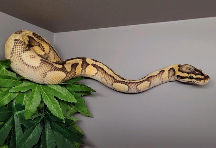 1.0 super pastel enchi disco het pied
50% het rainbow 764gr.