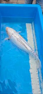 koi doitsu hariwake 50/55 cm, Dieren en Toebehoren, Karper of Koi