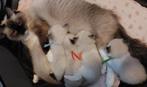 Ragdoll kittens geboren op 23 oktober 2025, Dieren en Toebehoren, Meerdere dieren, Met stamboom